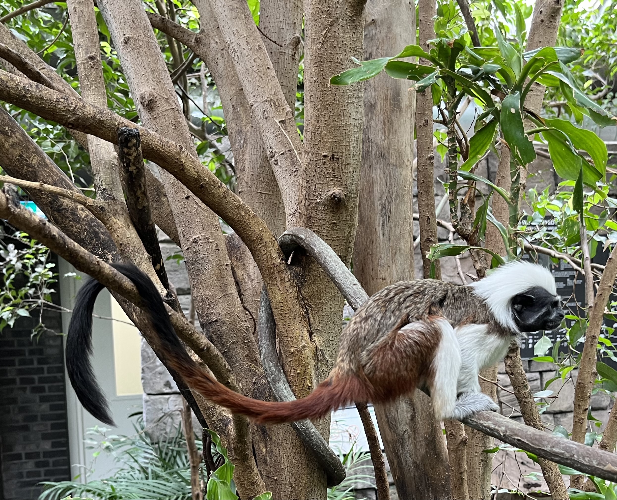 Cotton-top Tamarin