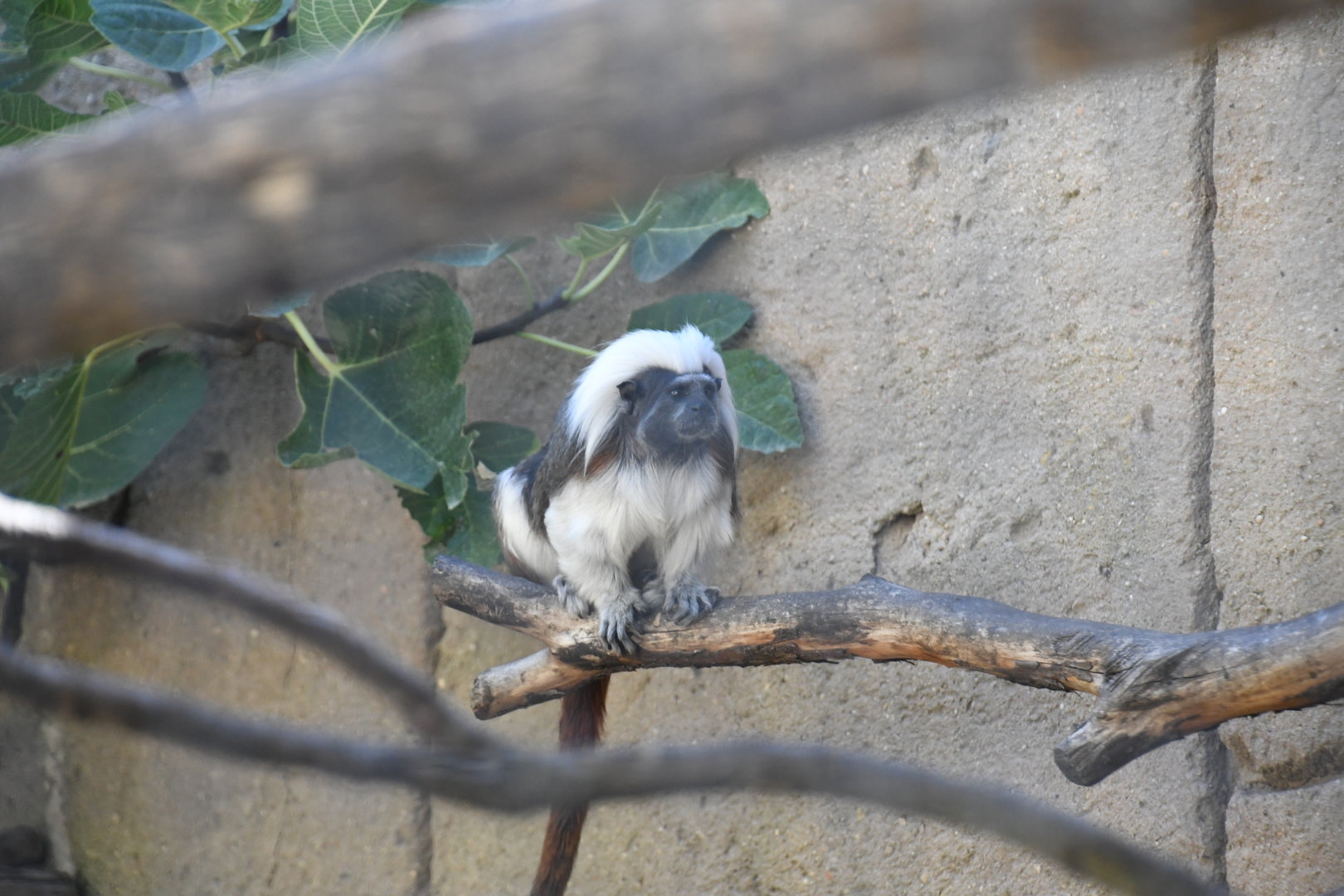 Cotton-top Tamarin