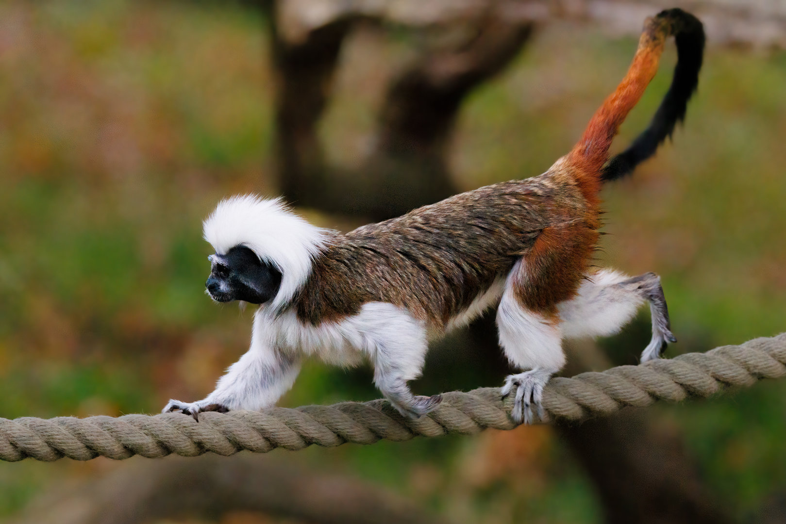 Cotton-Top Tamarin