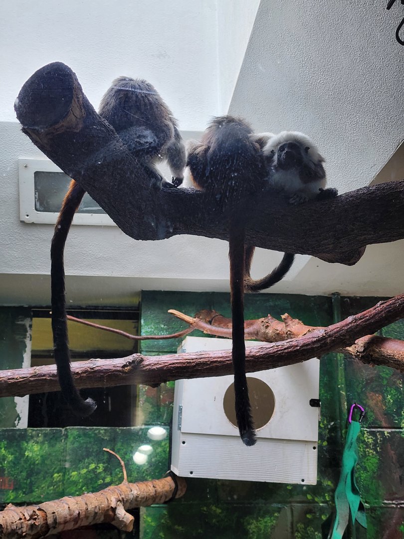 Cotton Top Tamarin