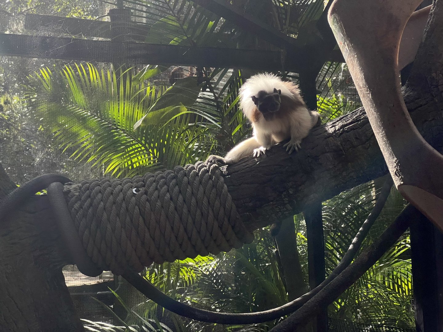 Cotton-top Tamarin