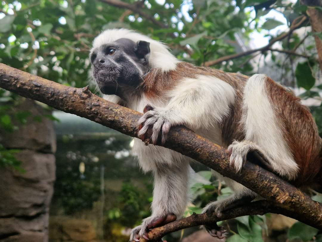 Cotton-top Tamarin