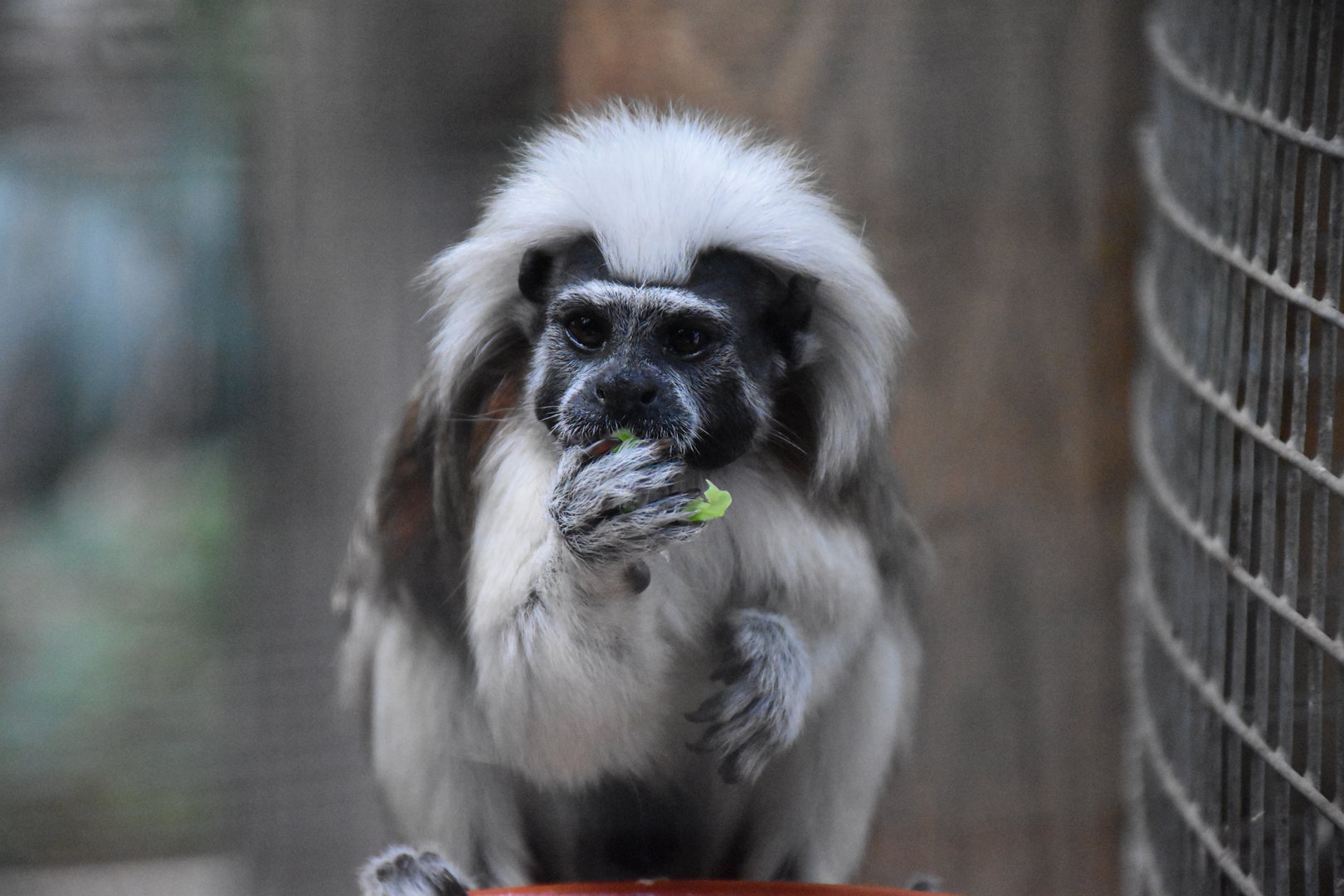 Cotton-top tamarin