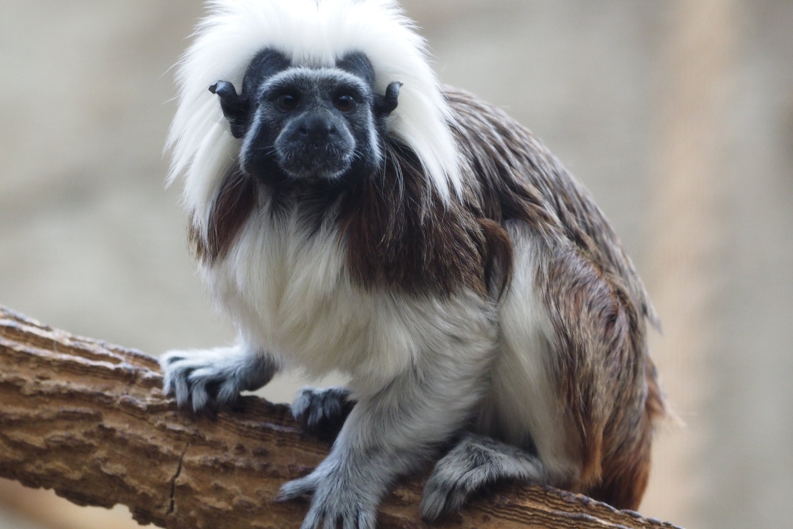 Cotton-Top Tamarin