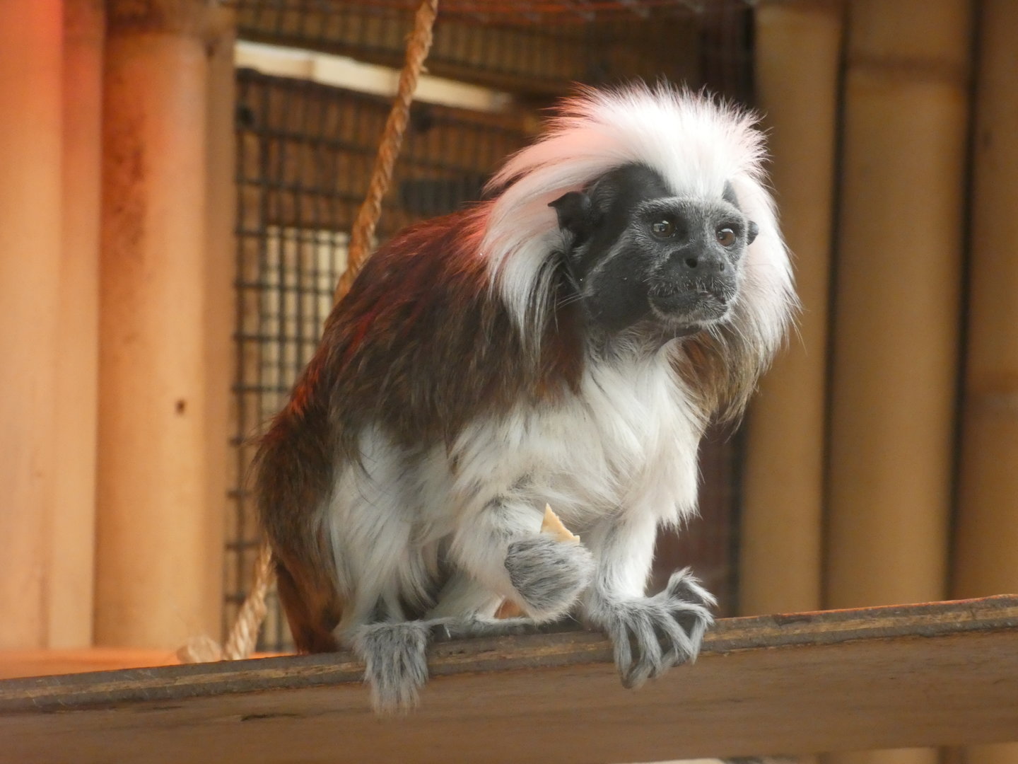 Cotton-top tamarin