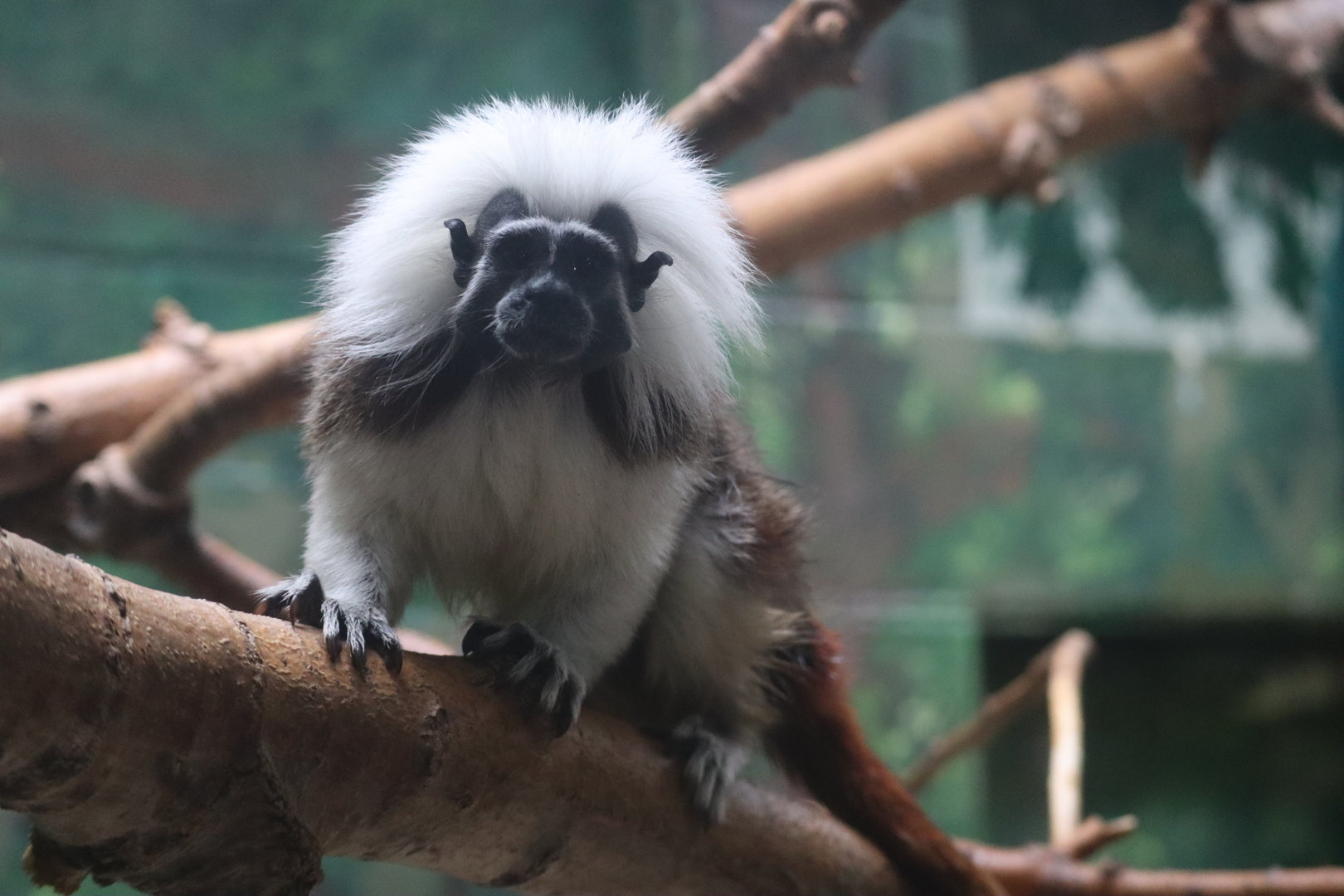 Cotton Top Tamarin
