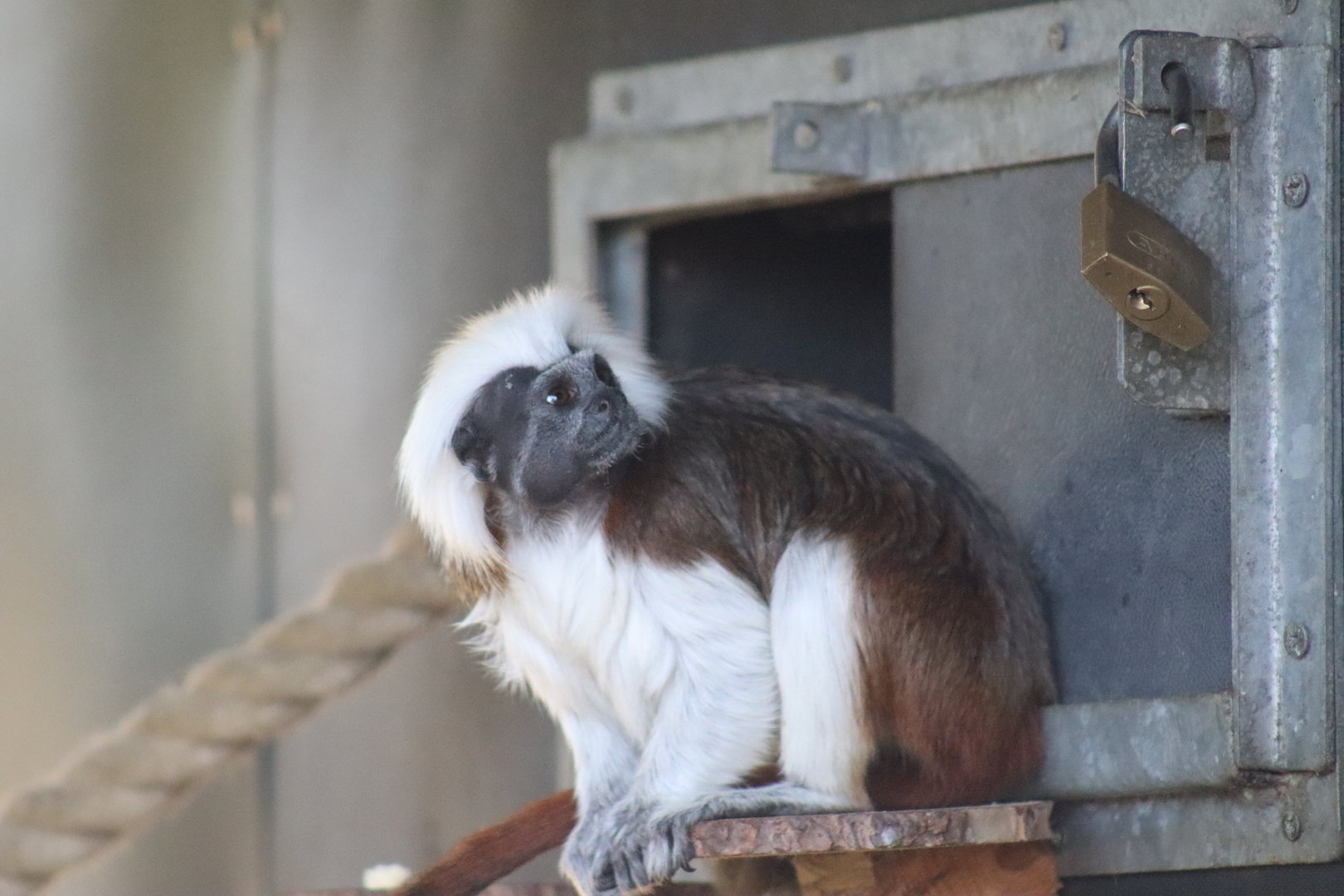 Cotton-top Tamarin