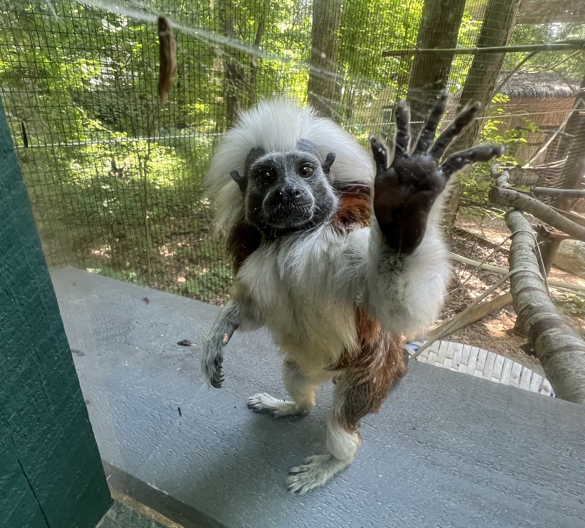 Cotton-top Tamarin