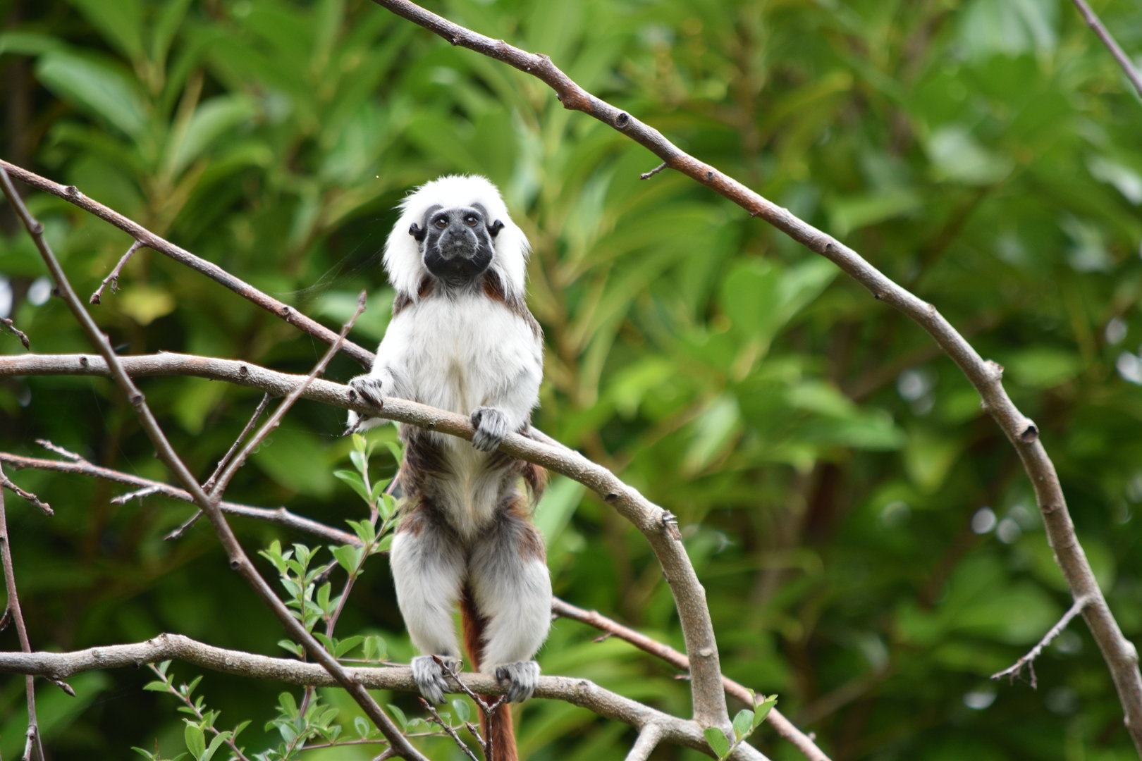 Cotton-Top Tamarin