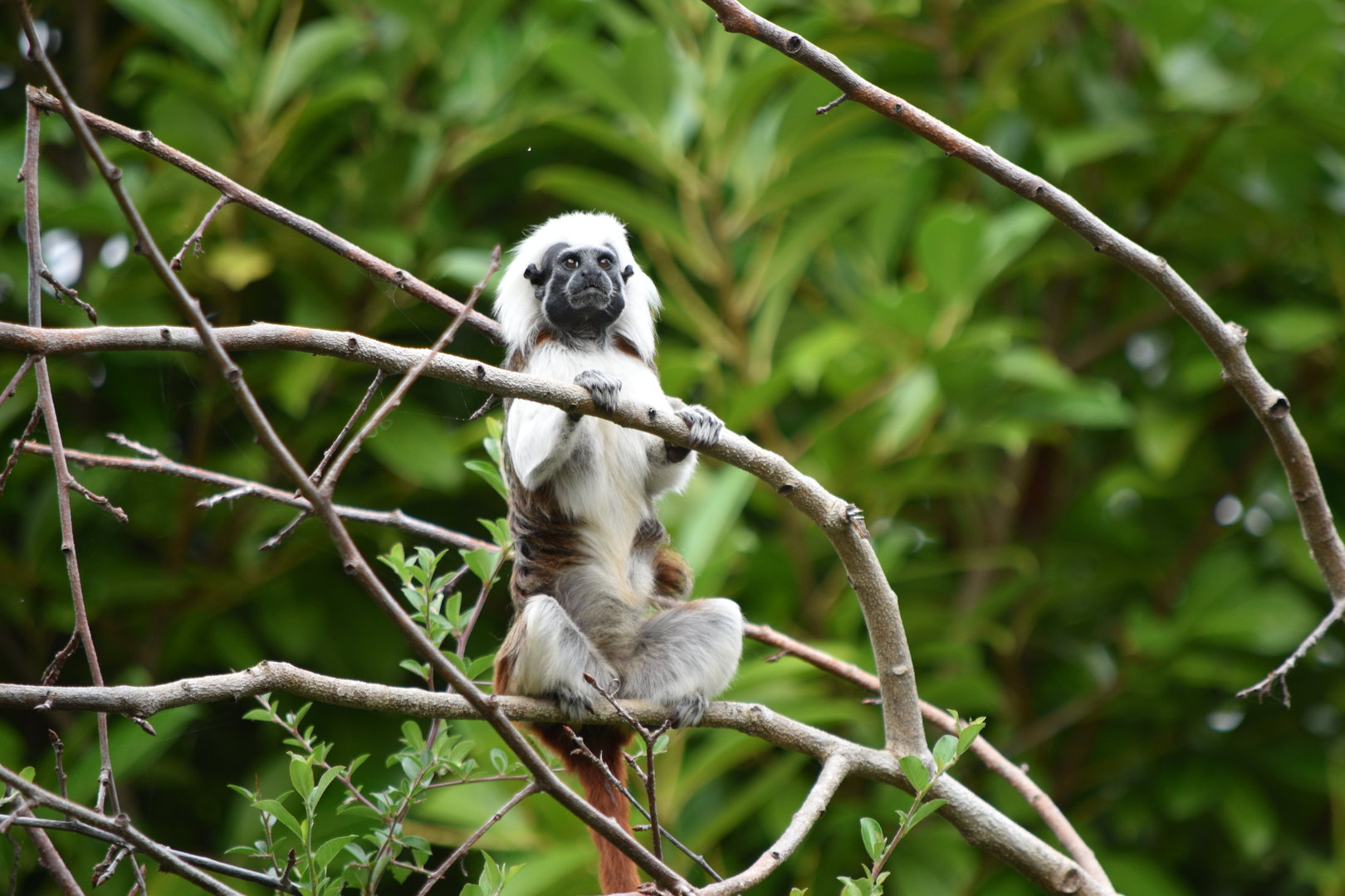 Cotton-Top Tamarin