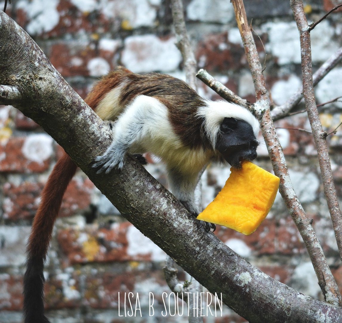 cotton top tamarin