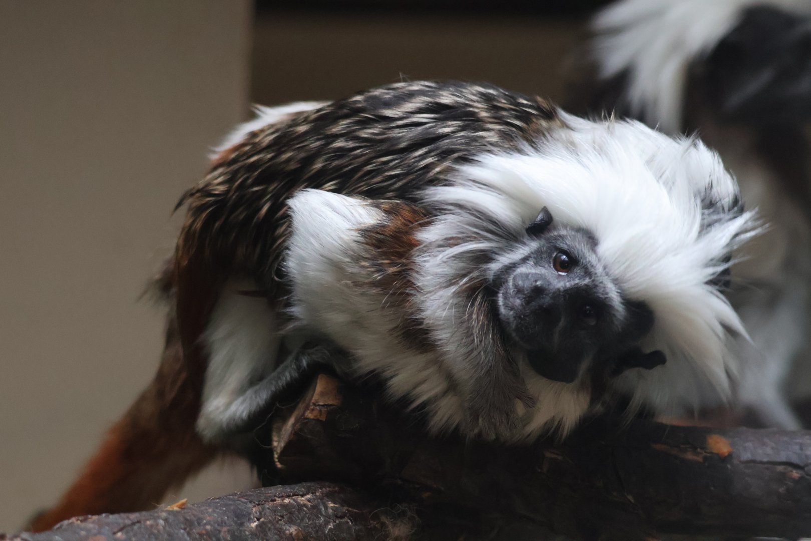 Cotton Top Tamarin