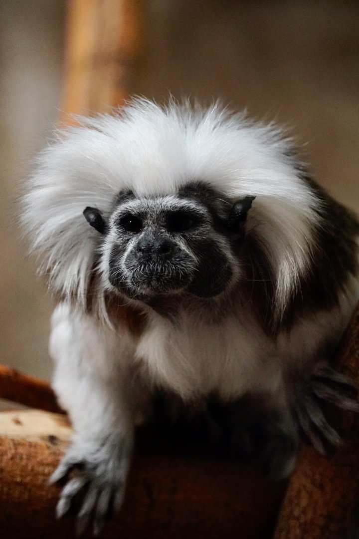 Cotton-Top Tamarin