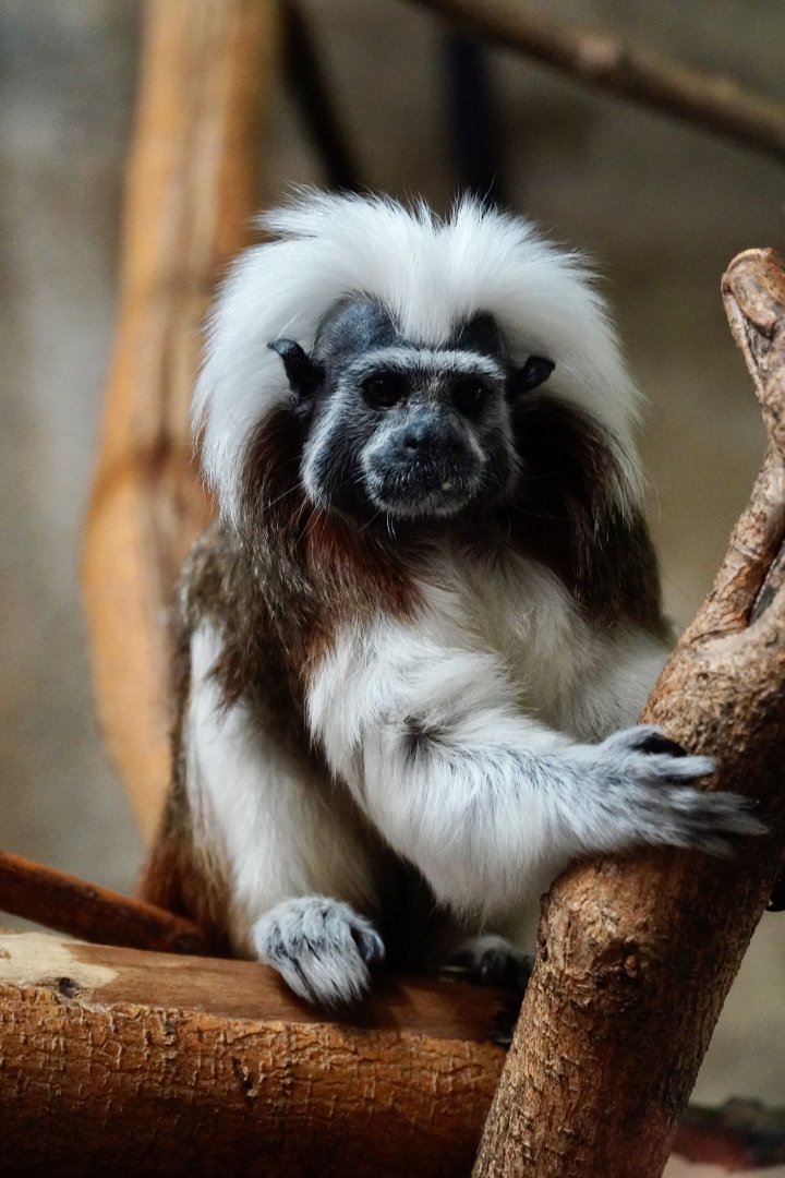 Cotton-Top Tamarin
