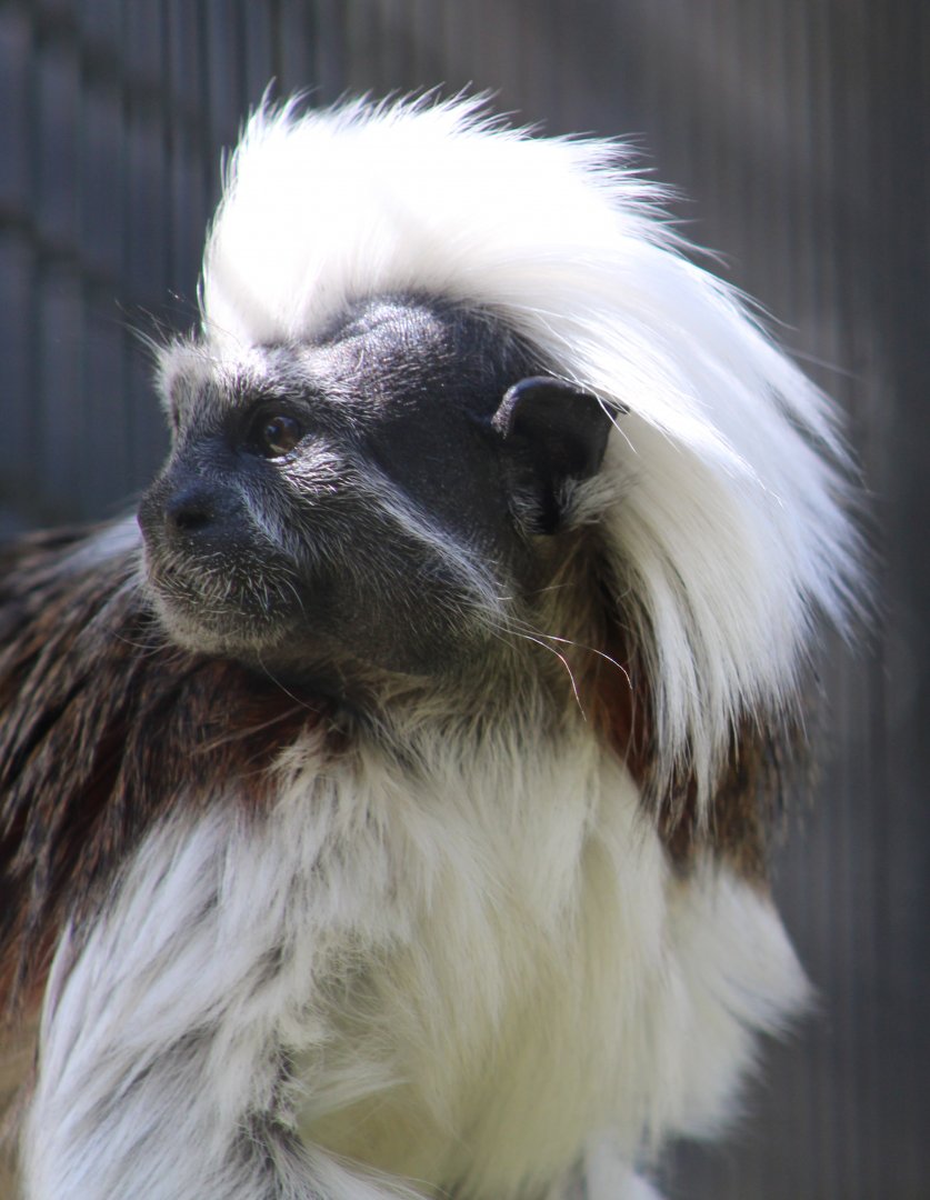 Cotton-top tamarin