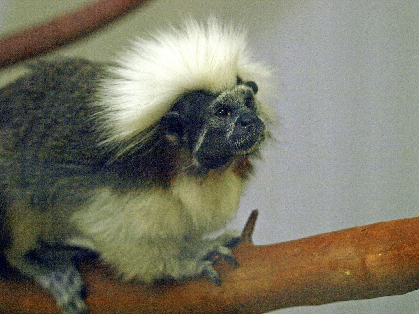 Cotton top tamarin