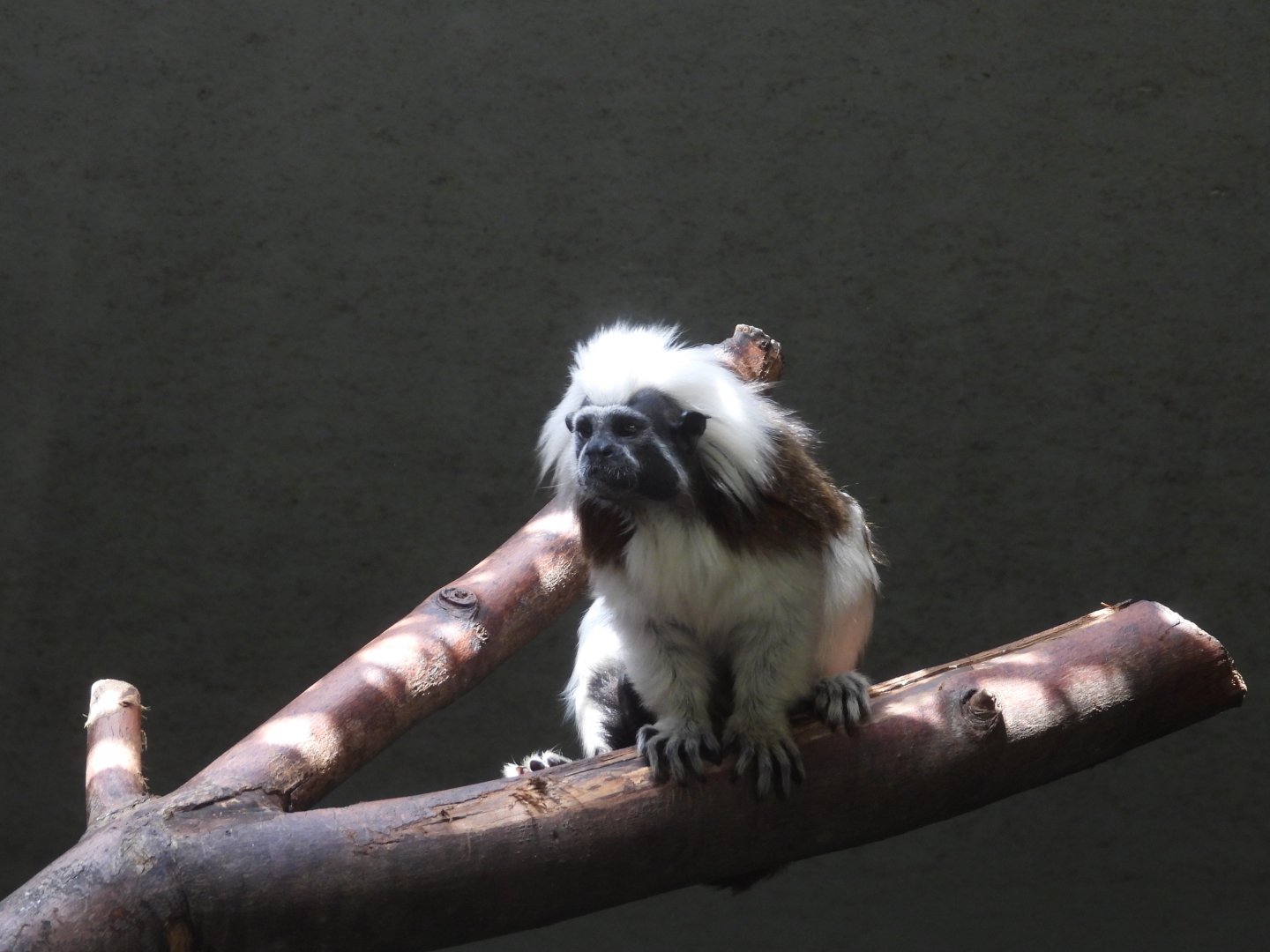 Cotton-top tamarin
