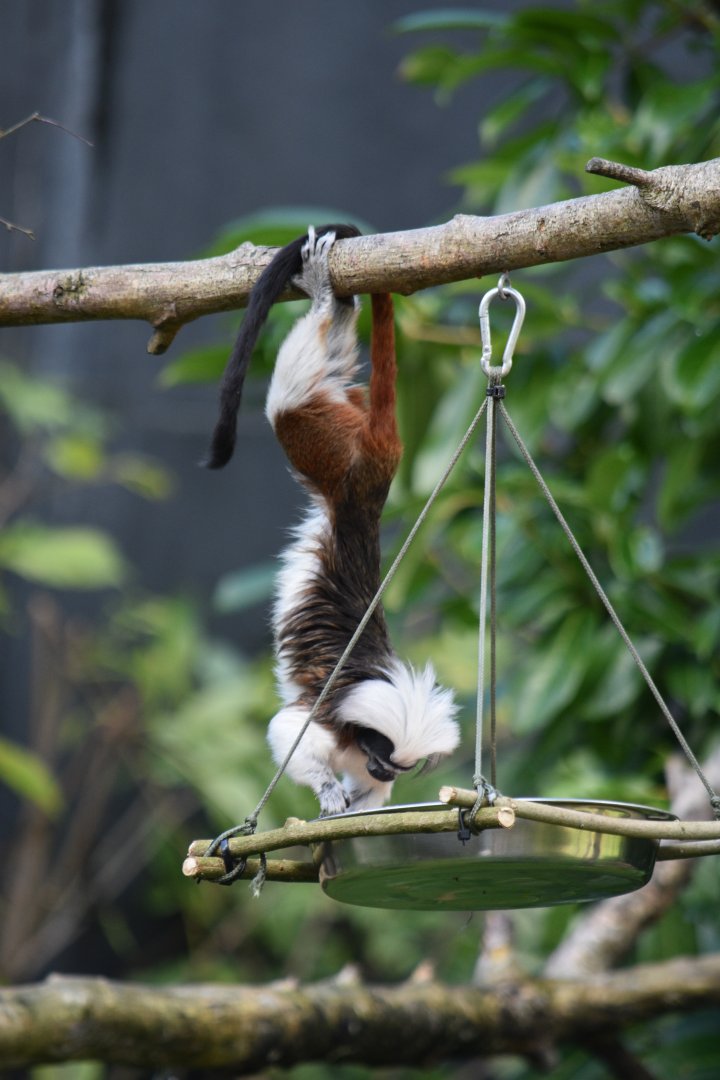 Cotton-top tamarin
