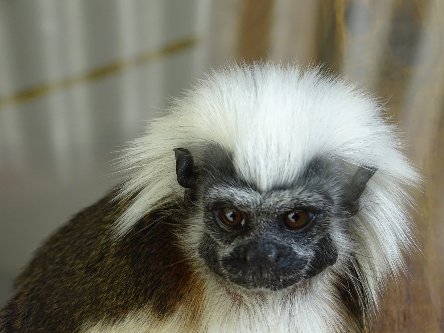 Cotton-top tamarin