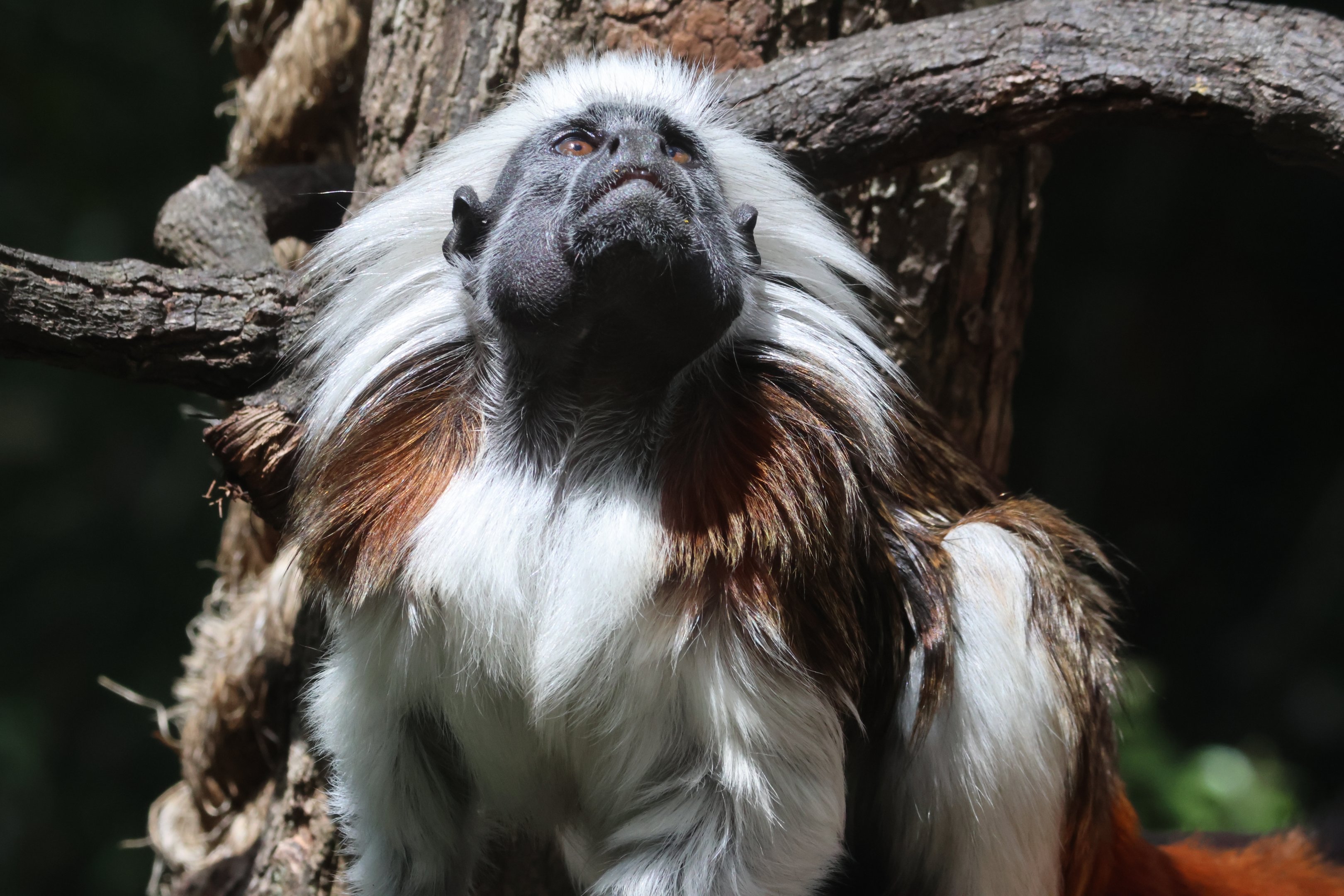 Cotton-top Tamarin