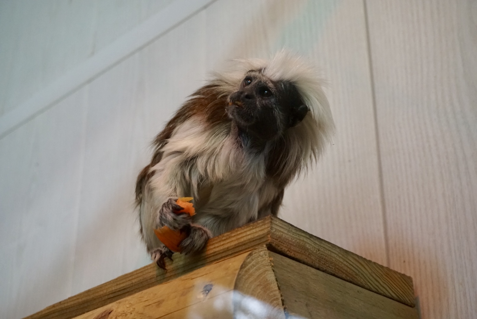 Cotton Top Tamarin