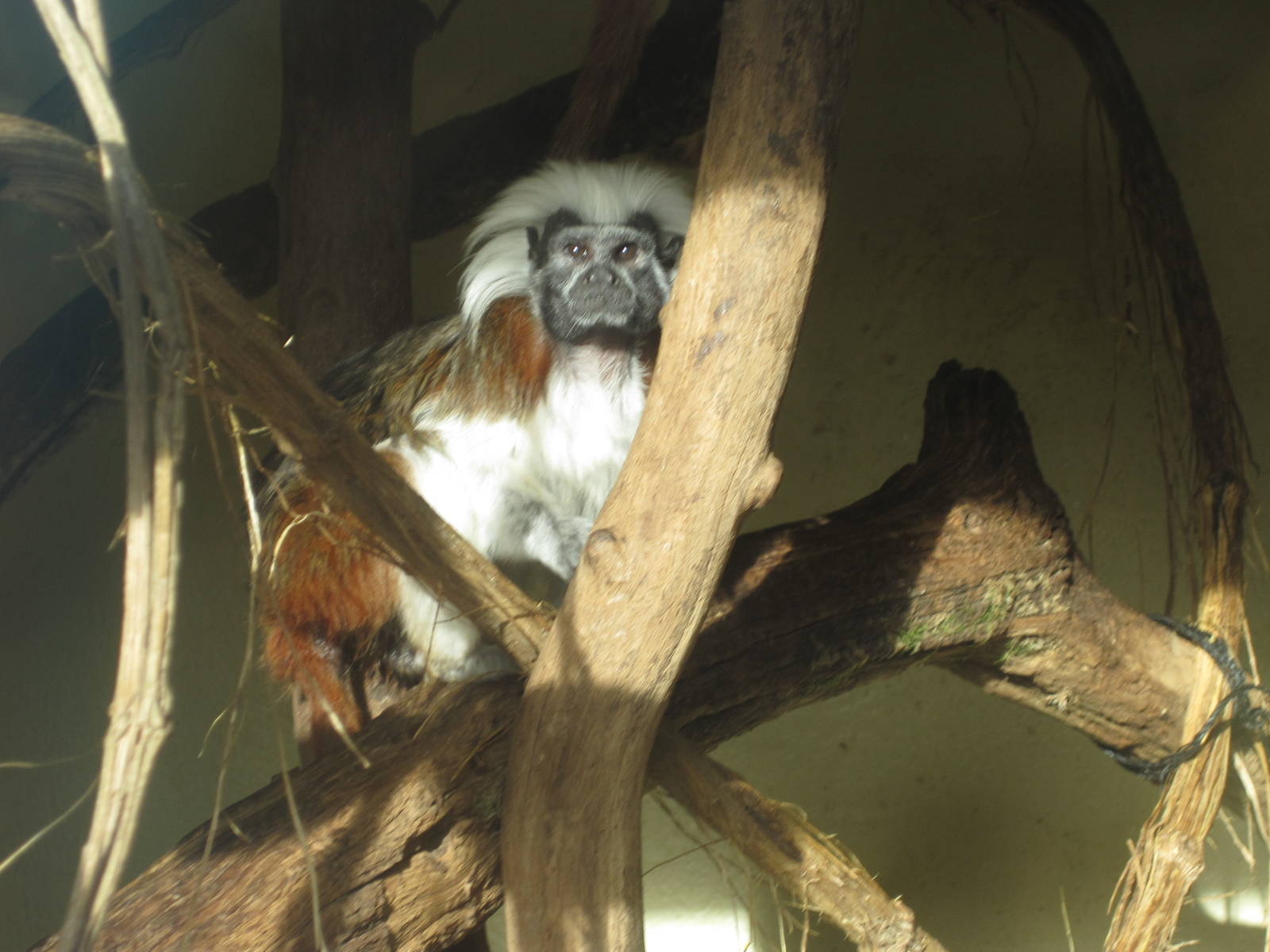 Cotton top tamarin