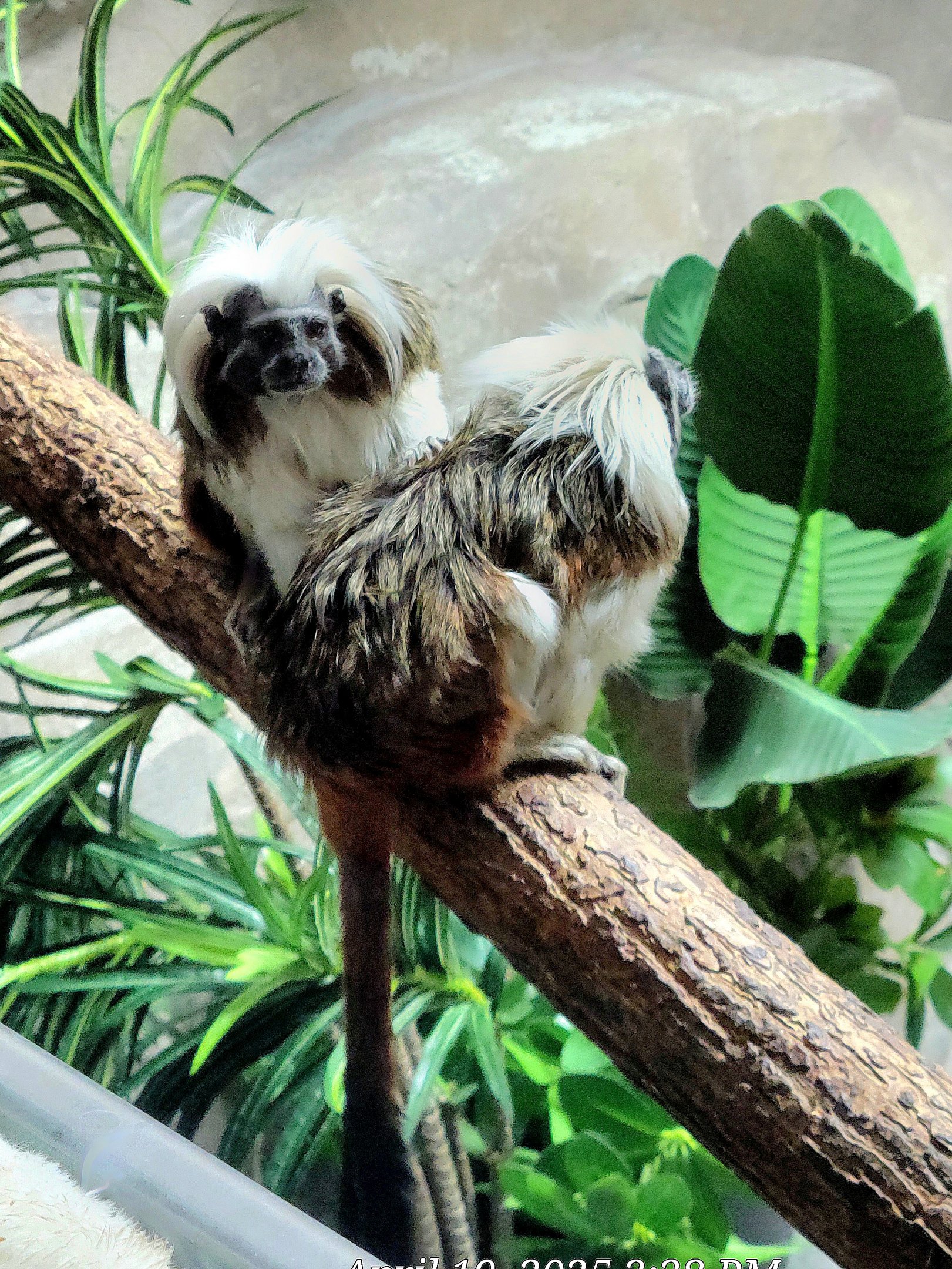 Cotton-top Tamarin