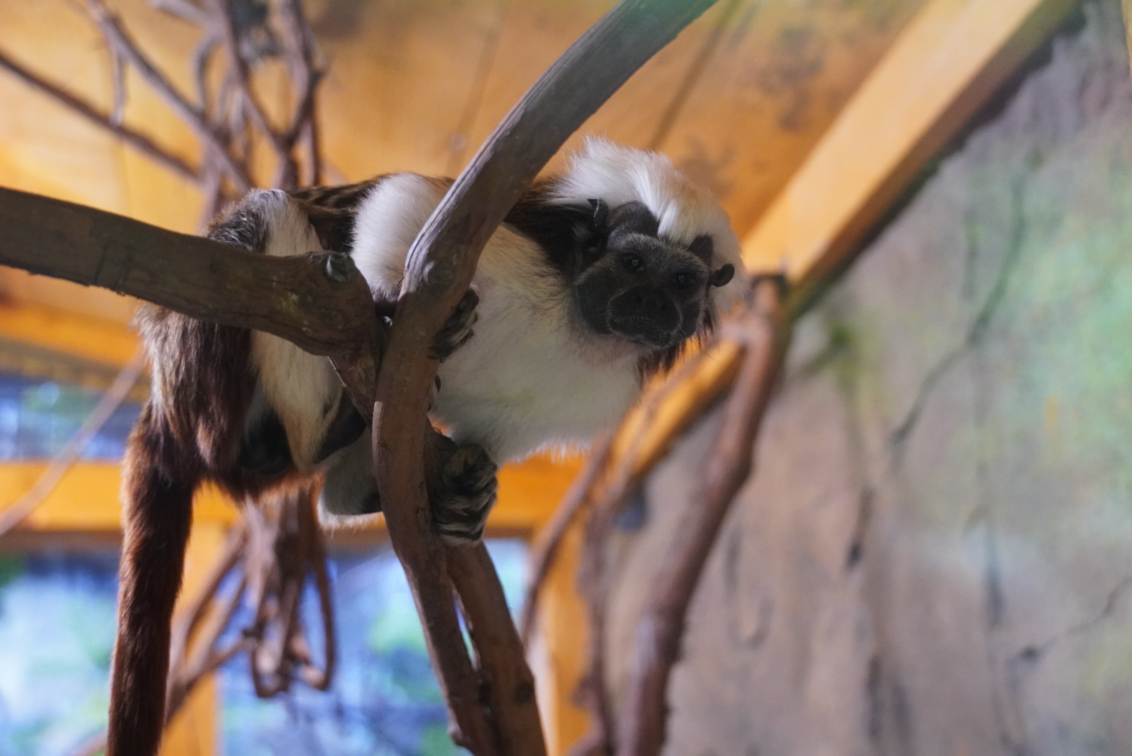 Cotton Top Tamarin