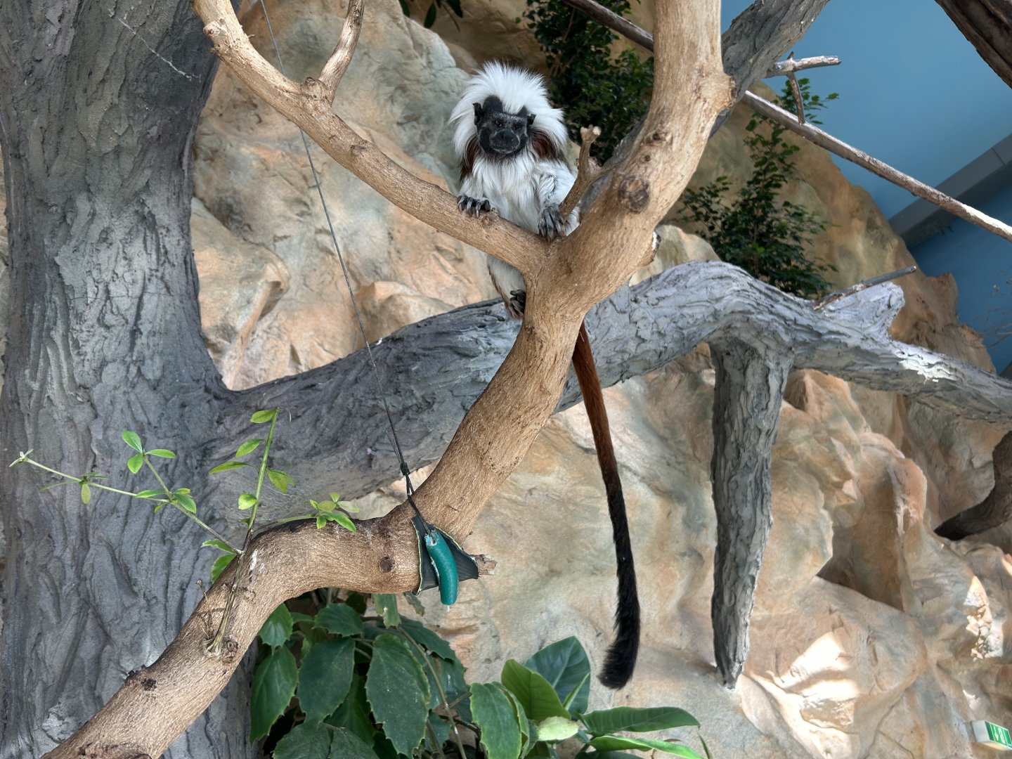 Cotton-top Tamarin
