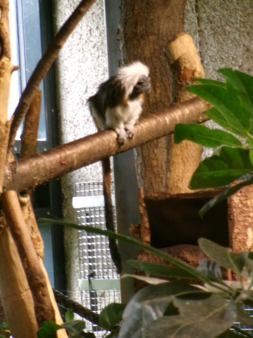 Cotton-top tamarin