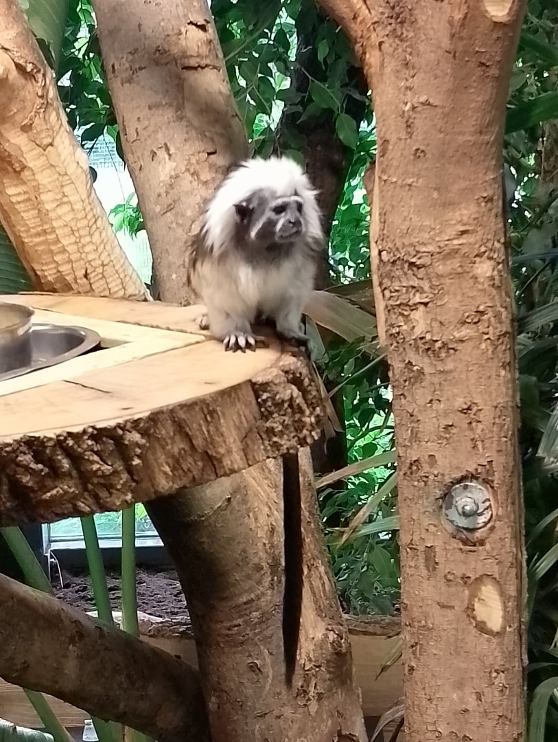 Cotton-top tamarin