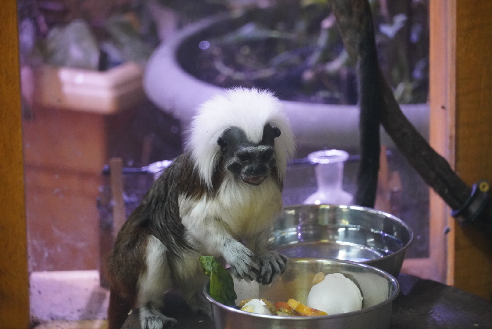 Cotton-Top Tamarin