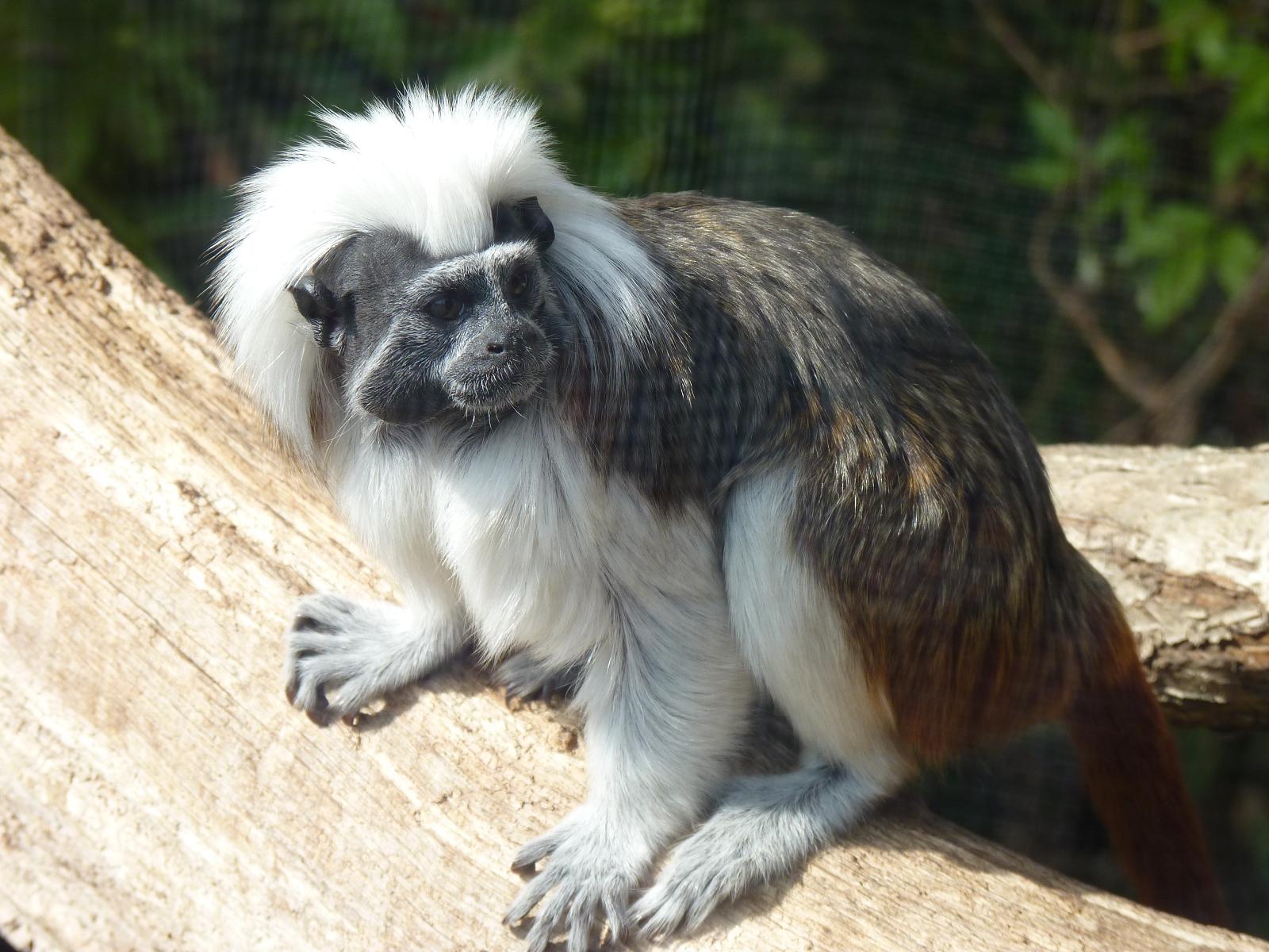 Cotton-Top Tamarin