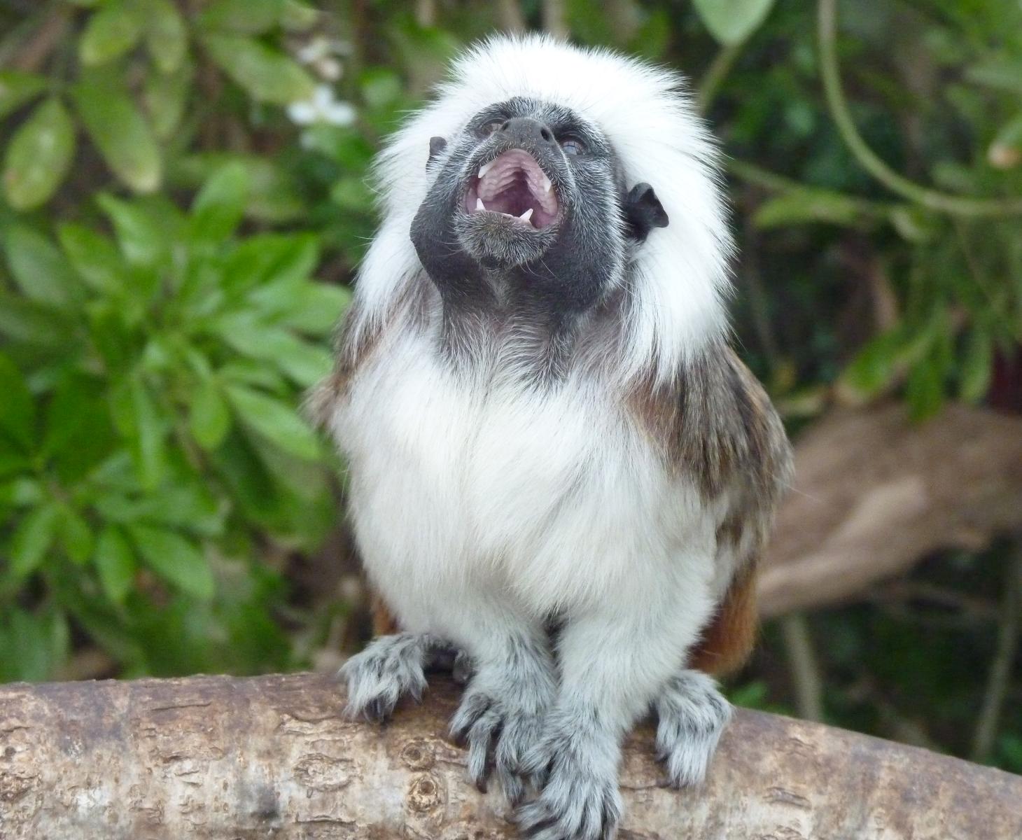 Cotton-Top Tamarin