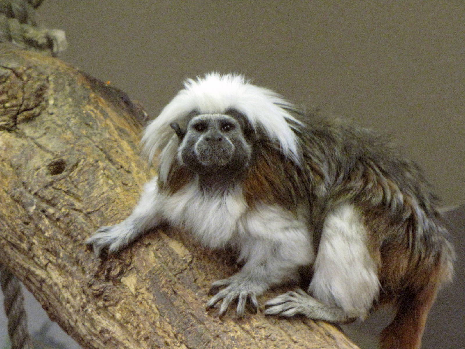 Cotton-top Tamarin