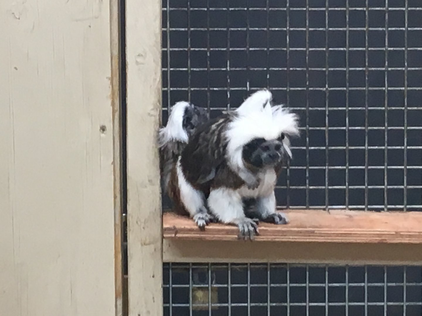 Cotton-top tamarins 100917