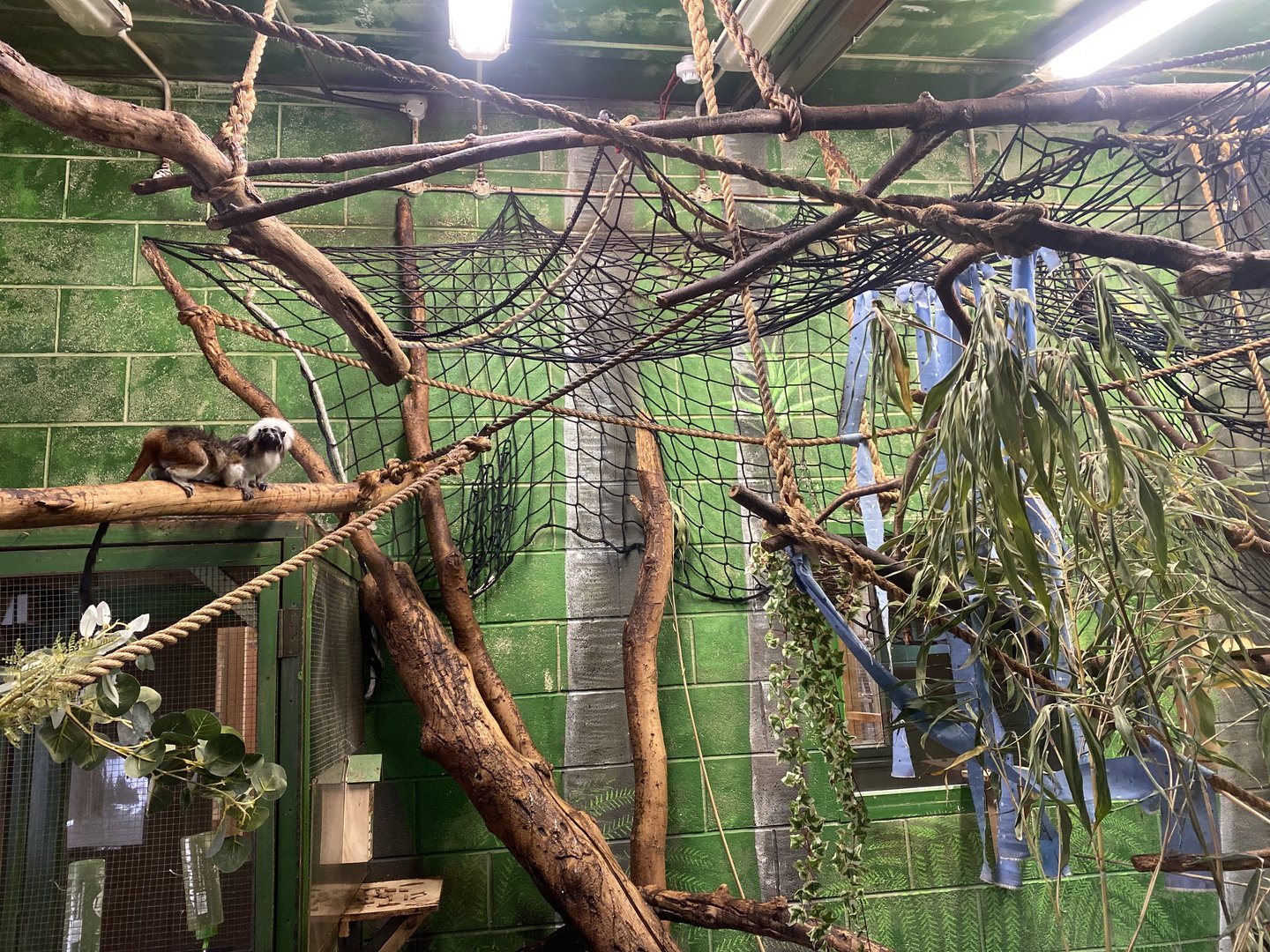 Cotton- top tamarins 231022