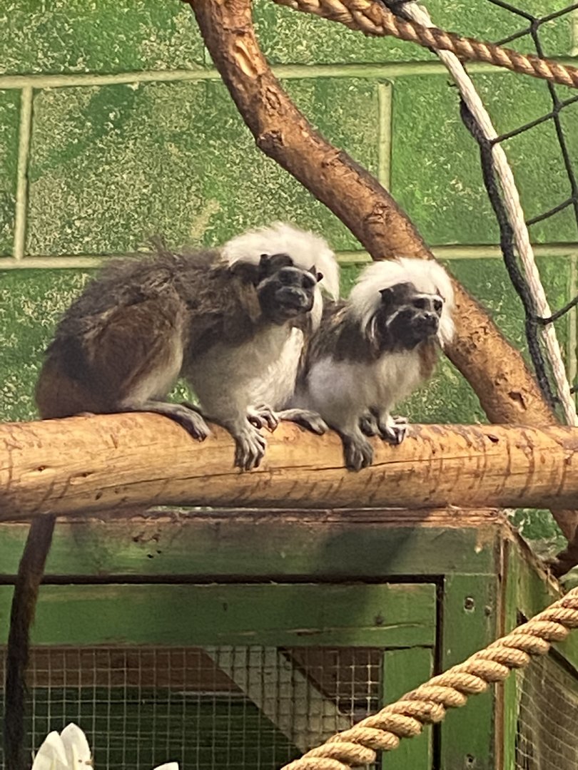 Cotton- top tamarins 231022