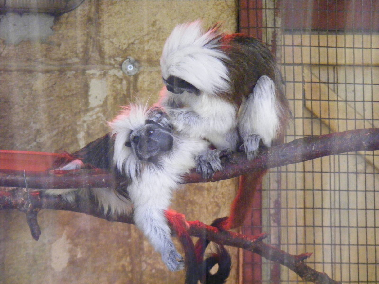 Cotton-top tamarins at Amazon World, 5 April 2010
