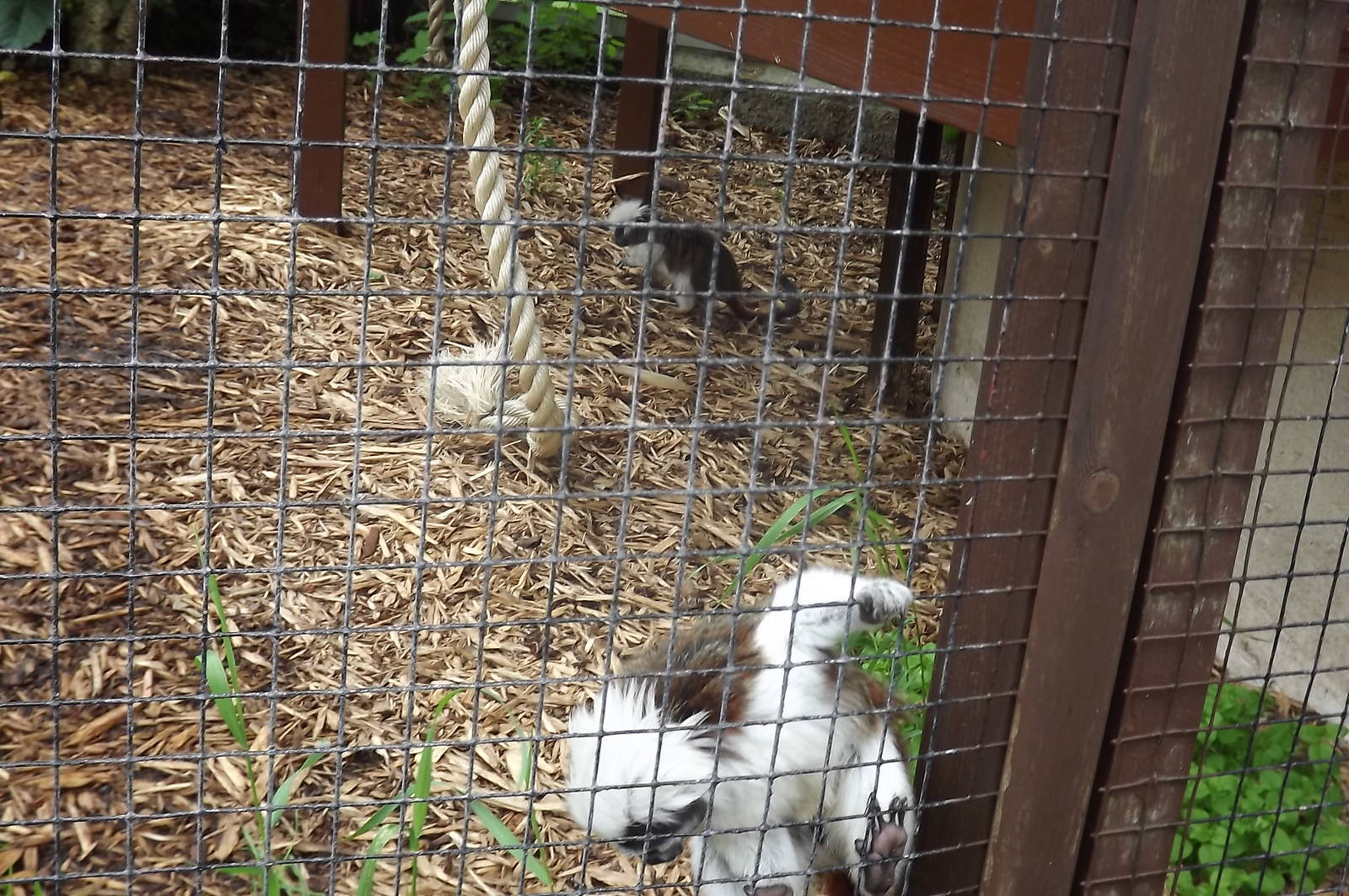 Cotton Top Tamarins at Blackpool Zoo 16/06/12