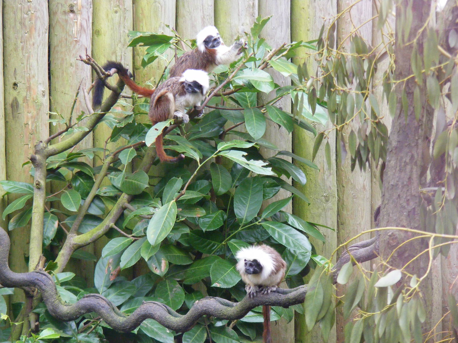 Cotton-top tamarins at Drusillas Park, 20 March 2011