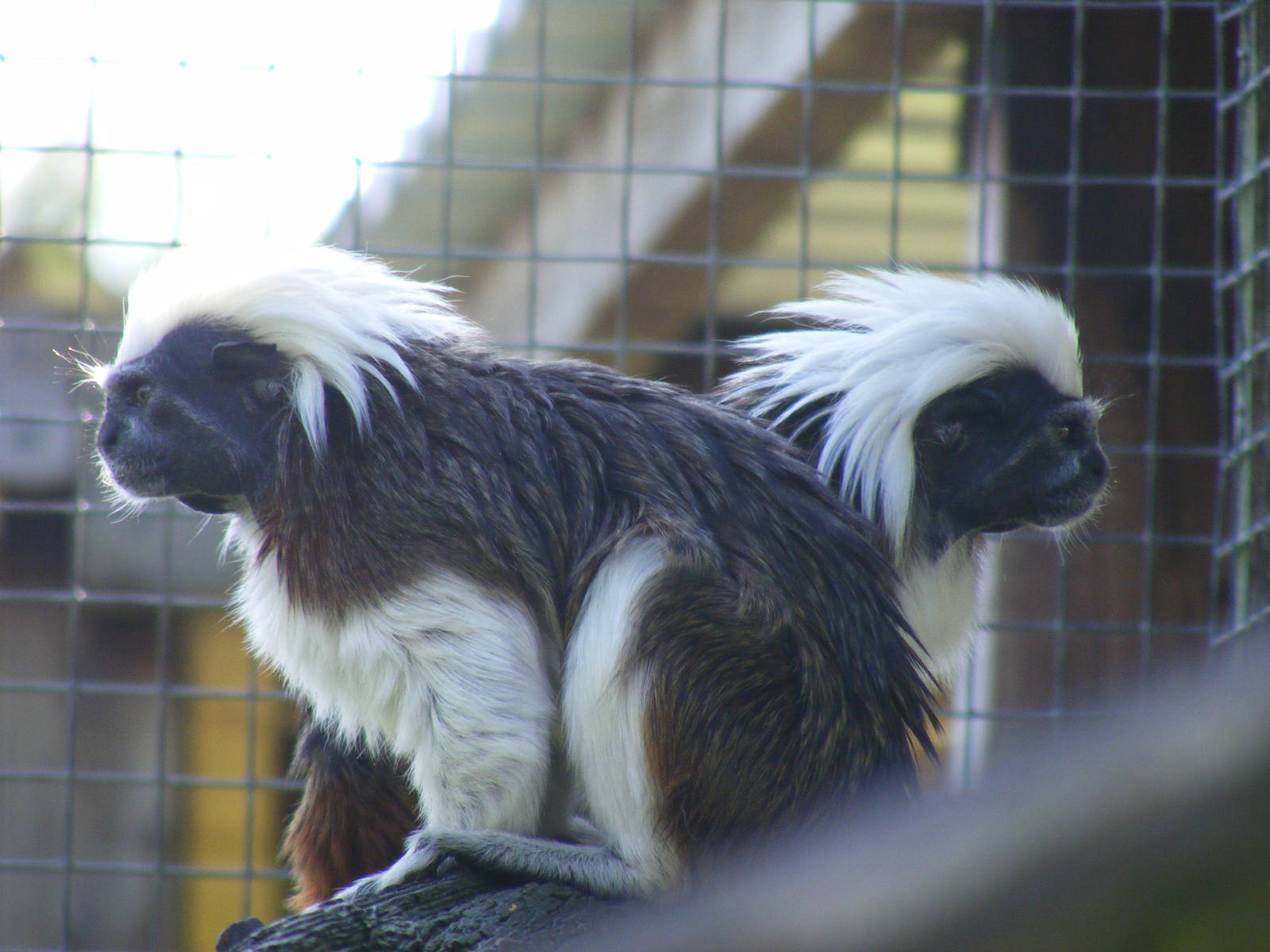 Cotton-top tamarins at Hamerton Zoo, 12 September 2010