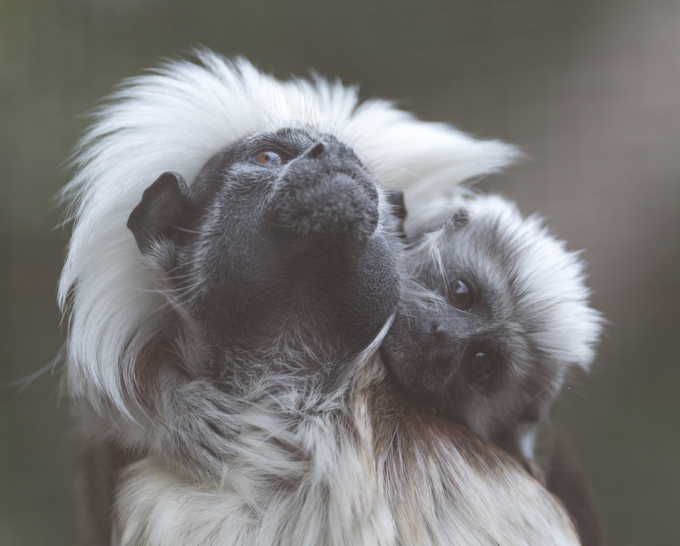 Cotton Top Tamarins, CWP, UK