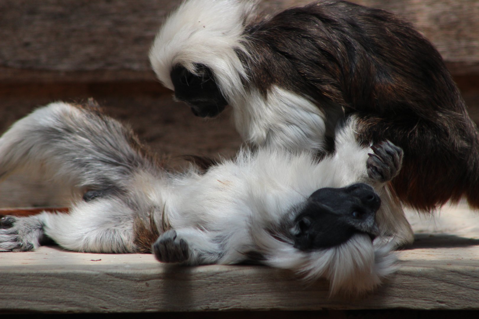 Cotton-Top Tamarins Playing