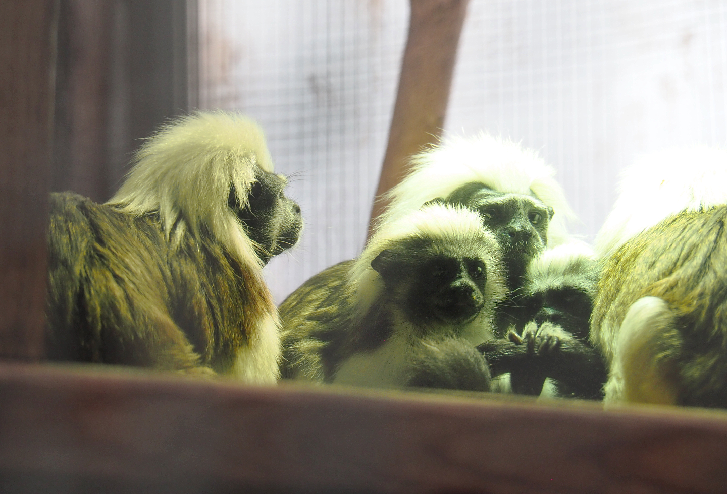 Cotton-top tamarins (Saguinus oedipus), 2022-09-14