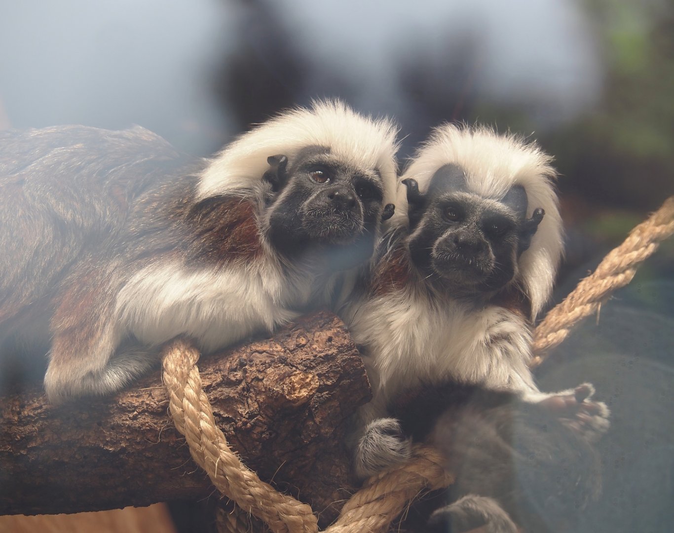 Cotton-top tamarins (Saguinus oedipus), 2025-05-22