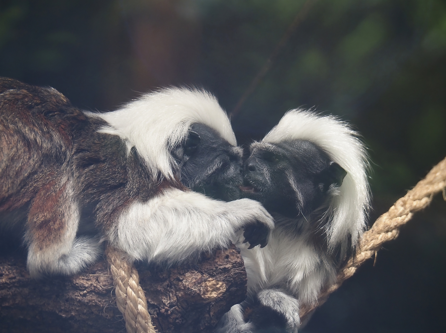 Cotton-top tamarins (Saguinus oedipus), 2025-05-22