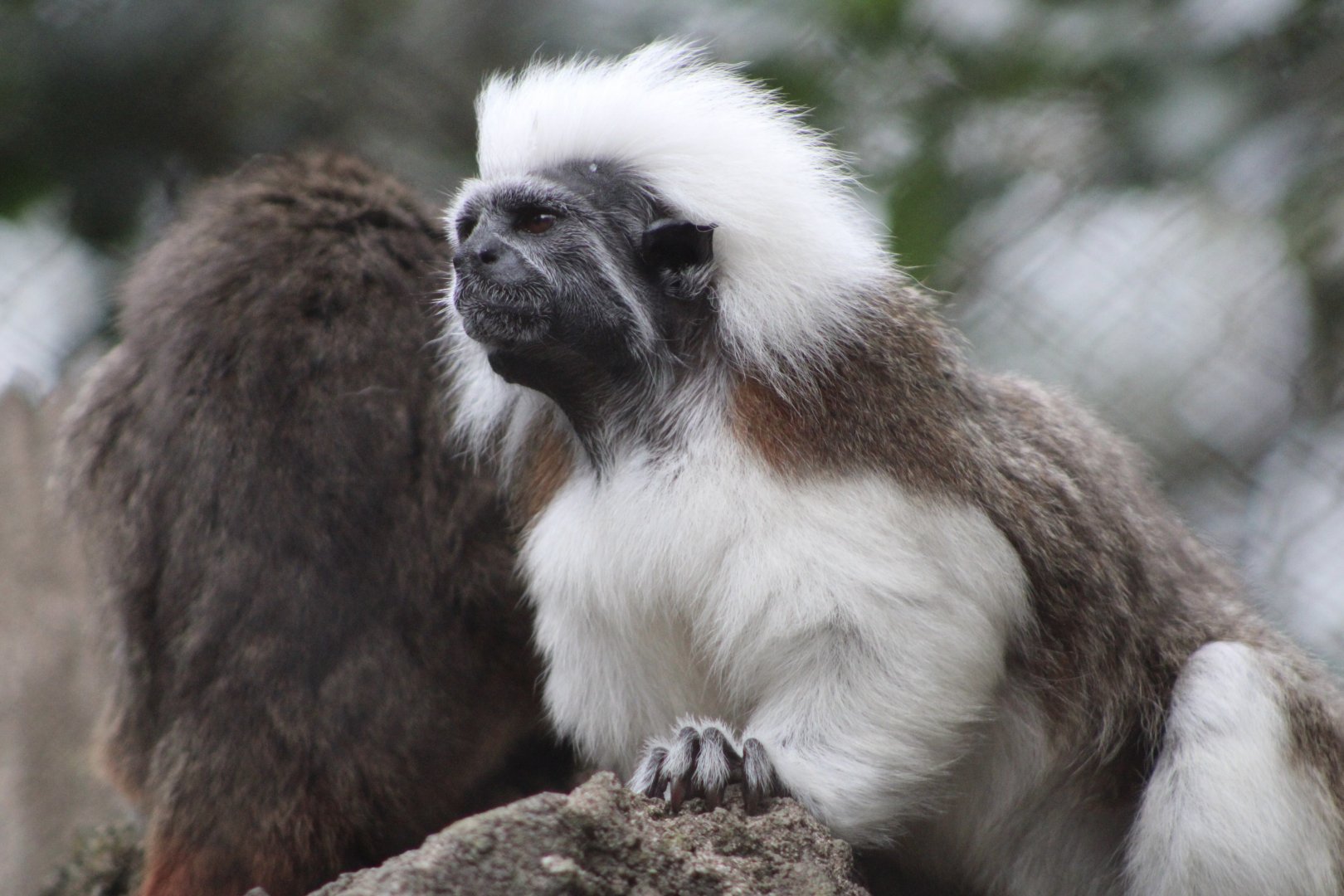 Cotton-Top Tamarins (Saguinus oedipus)