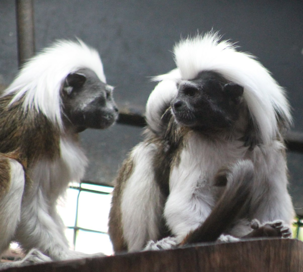 Cotton-top tamarins with baby