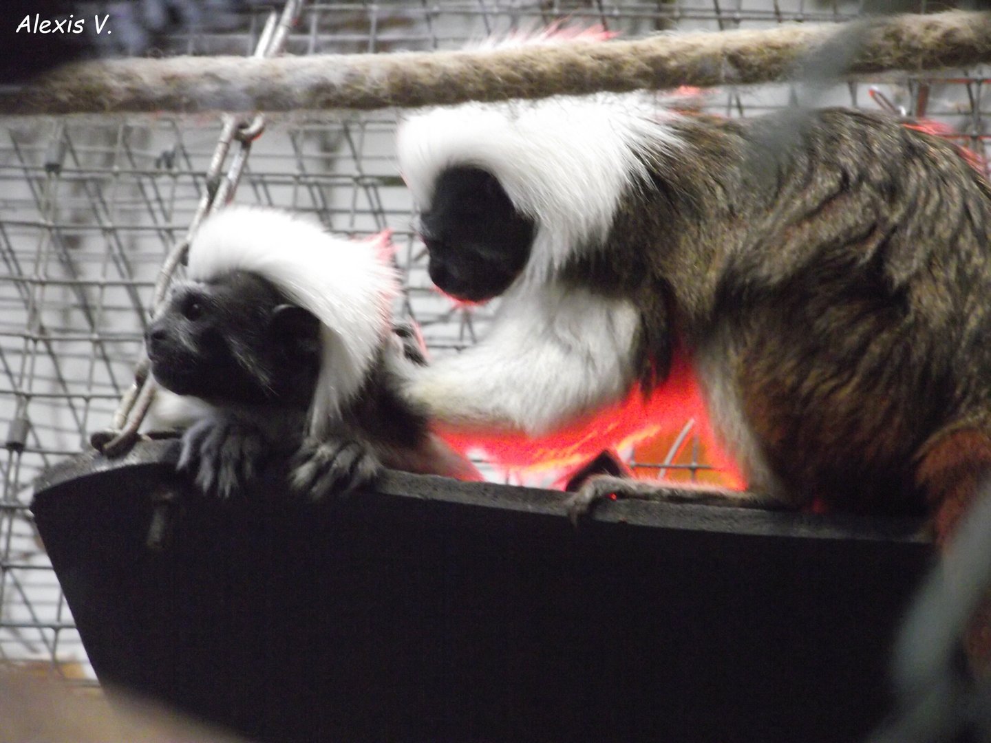 Cotton-top Tamarins - Zooparc de Beauval - 07/2020